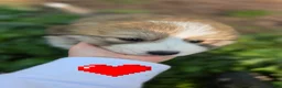 Great Pyrenees dogs for sale: Great Pyrenees Puppy 2 - Ad 1
