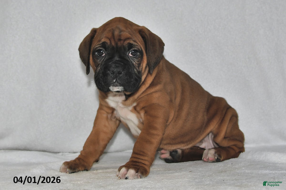 Boxer dogs Sage - Ad 2