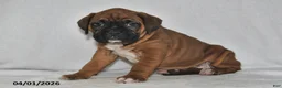 Boxer dogs for sale: Sage - Ad 2