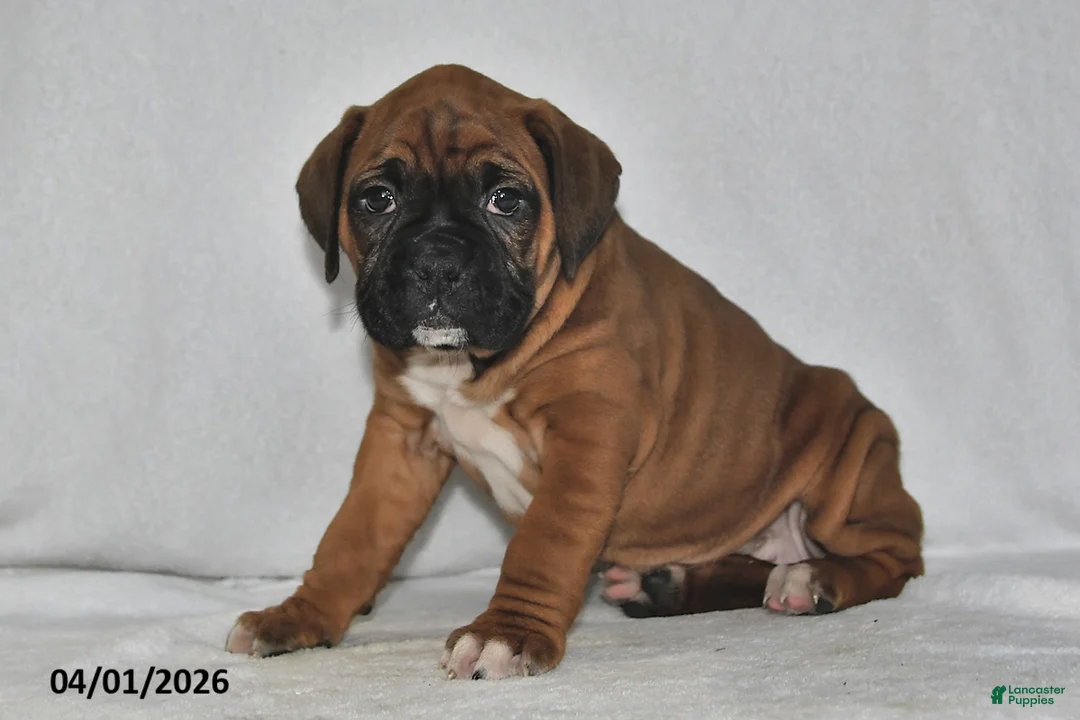 Boxer dogs for sale: Sage - Ad 2