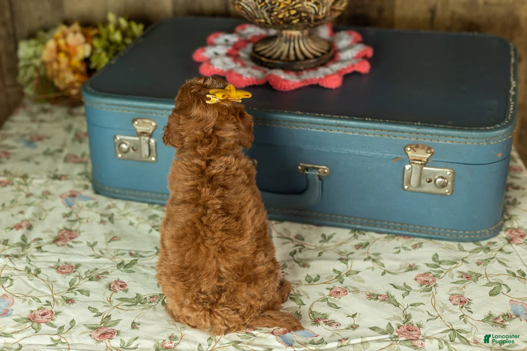 Mixed Breed dogs for sale: Kimberly  - Ad 5