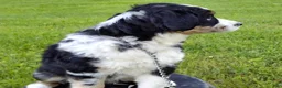 Australian Shepherd dogs for sale: Mandi - Ad 2