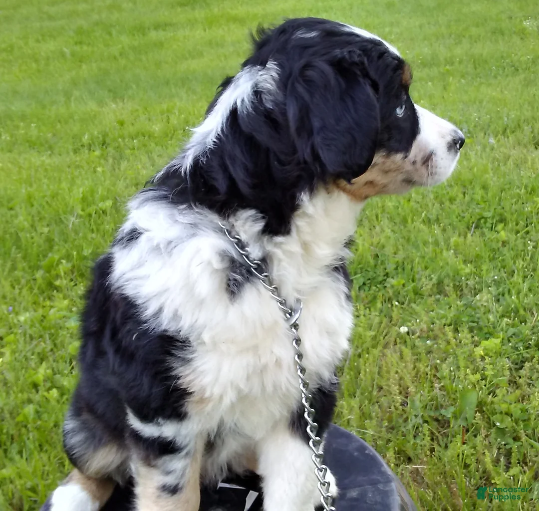 Australian Shepherd dogs for sale: Mandi - Ad 2