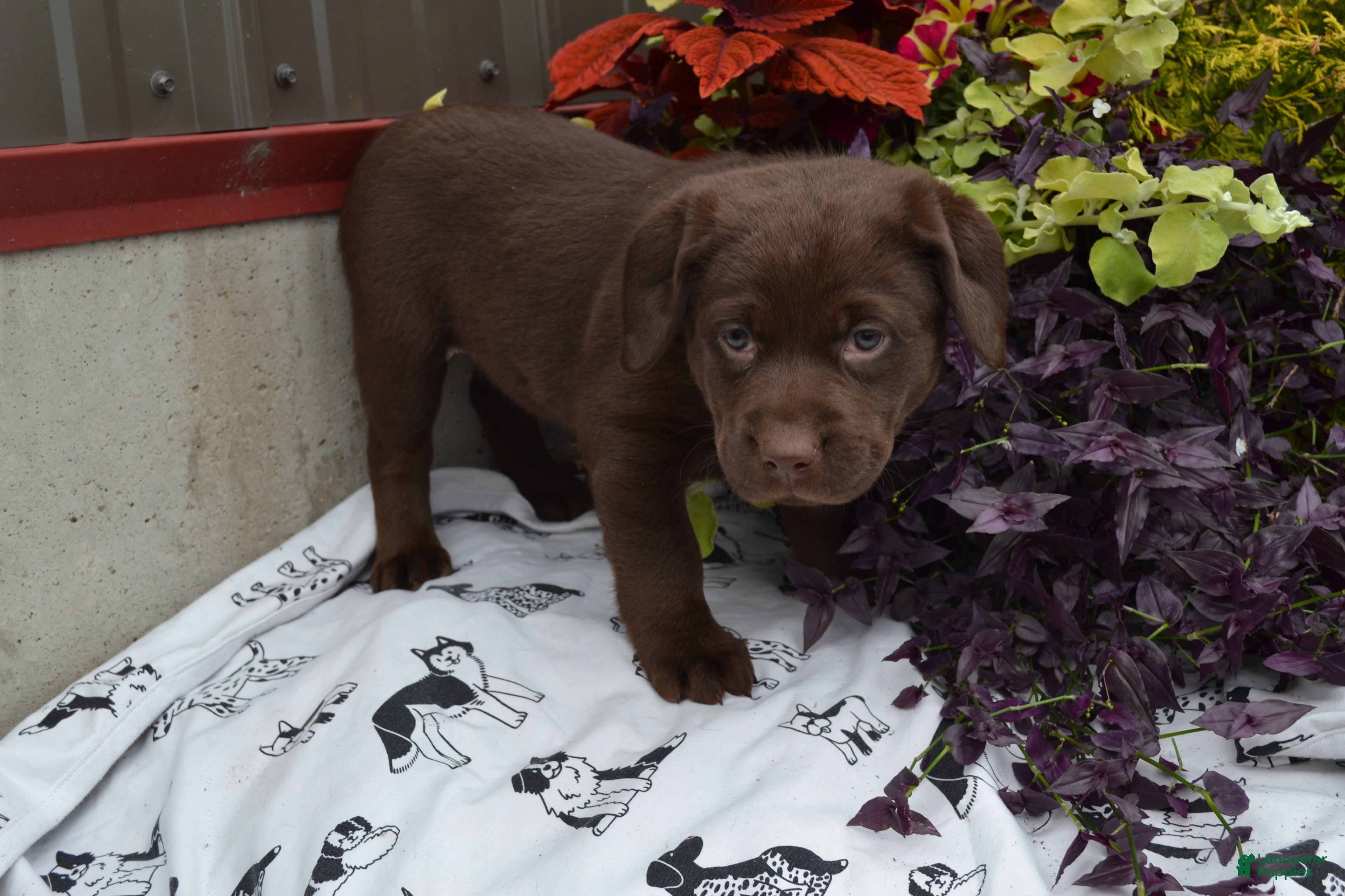 Labrador Retriever dogs Londa - Ad 1