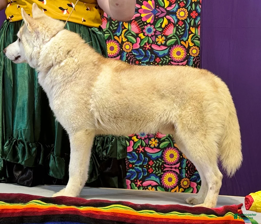 Siberian Husky dogs for stud: UKC Champion  - Ad 2