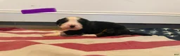 Bernese Mountain Dog dogs for sale: Purple - Ad 10