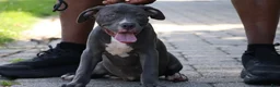 American Bully dogs for sale: Venus - Ad 13