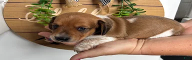 Miniature Dachshund 2.  Oliver 