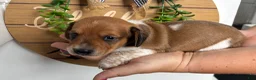 Miniature Dachshund dogs for sale: Miniature Dachshund 2.  Oliver  - Ad 1