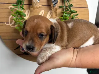 Miniature Dachshund dogs Miniature Dachshund 2. Oliver - Ad 19