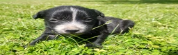 Mixed Breed dogs for sale: Mixed Breed Puppy 2 - Ad 2