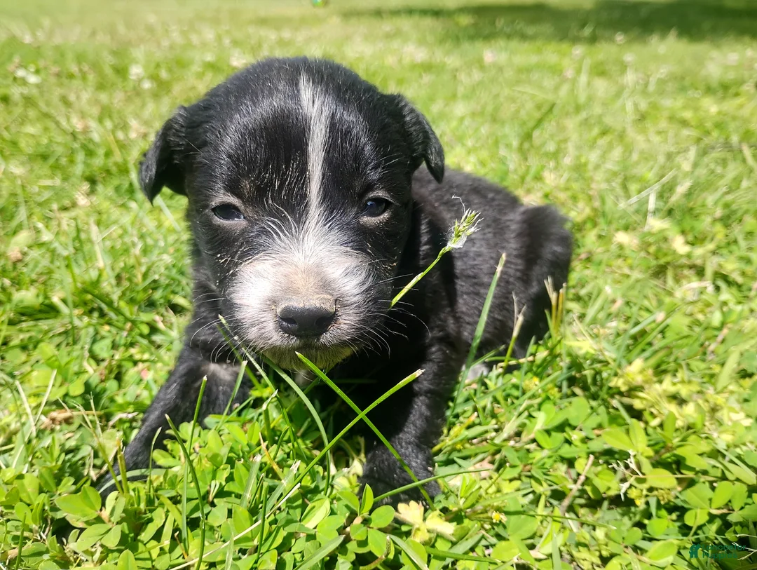 Mixed Breed dogs for sale: Mixed Breed Puppy 2 - Ad 2