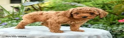 Toy Poodle dogs for sale: Tinsley - Ad 4