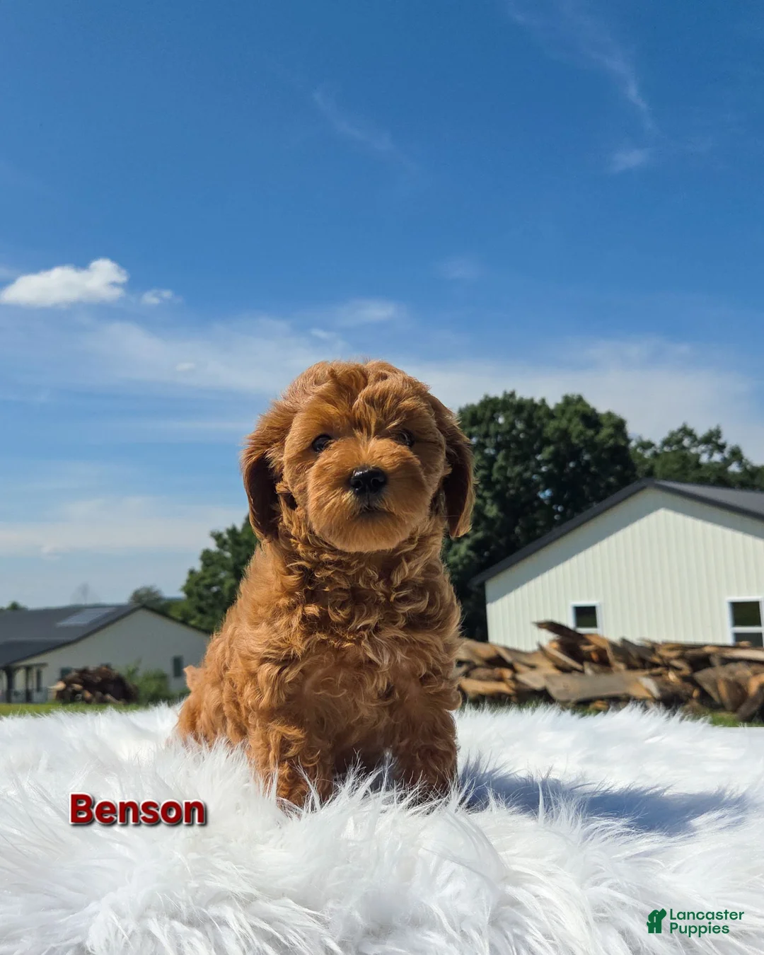 Maltipoo dogs for sale: Benson  - Ad 1