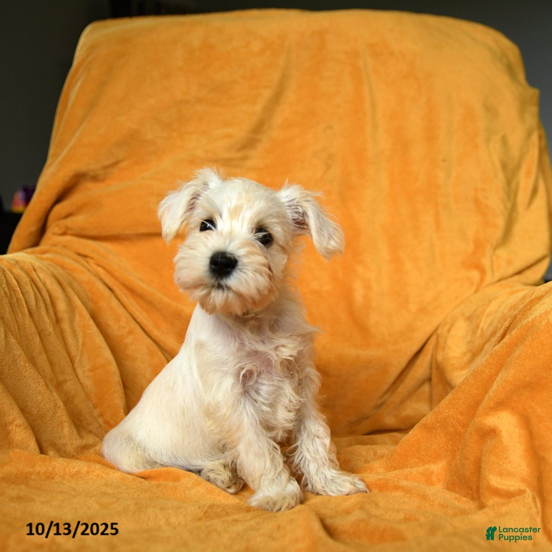 Schnoodle dogs for sale: Everett - Ad 11