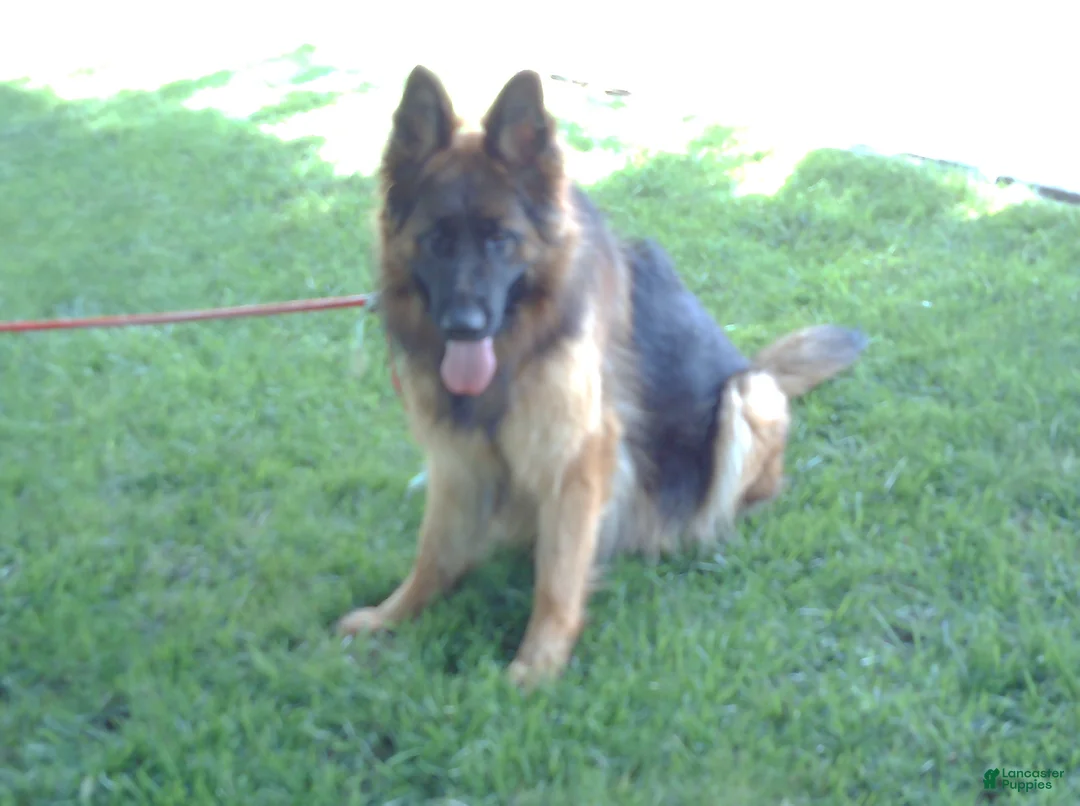 German Shepherd dogs for sale: Baley - Ad 4