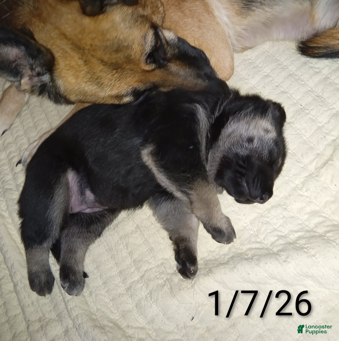 German Shepherd dogs for sale: Diamond - Ad 12