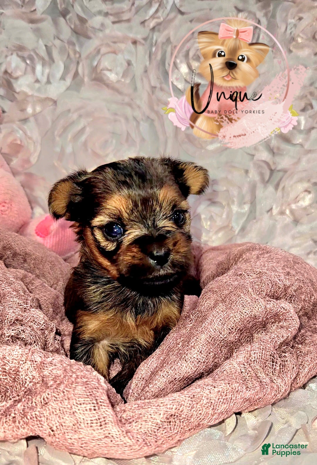 Yorkshire Terrier dogs Yorkshire Terrier Puppy 1 - Ad 1
