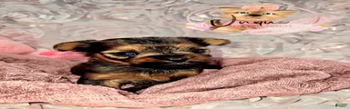 Yorkshire Terrier Puppy 1