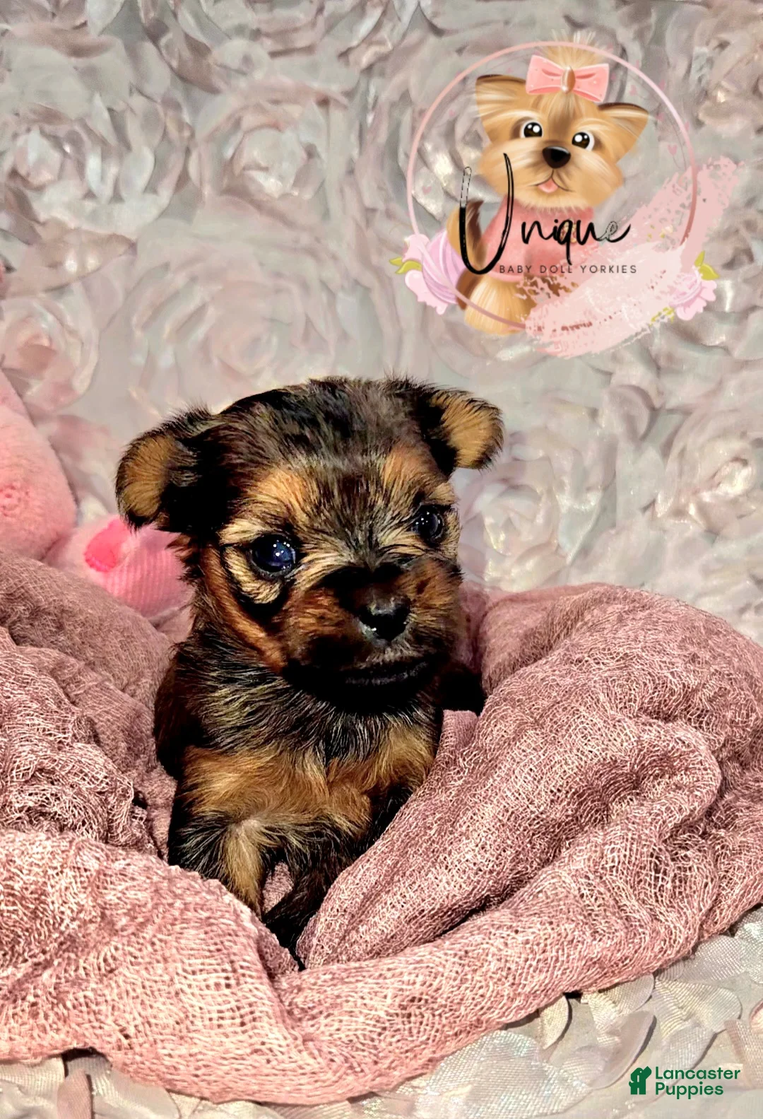 Yorkshire Terrier dogs for sale: Yorkshire Terrier Puppy 1 - Ad 1