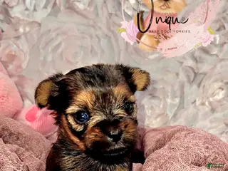 Yorkshire Terrier dogs for sale: Yorkshire Terrier Puppy 1 - Ad 3