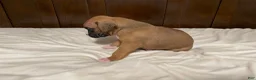 Boxer dogs for sale: Milo - Ad 16
