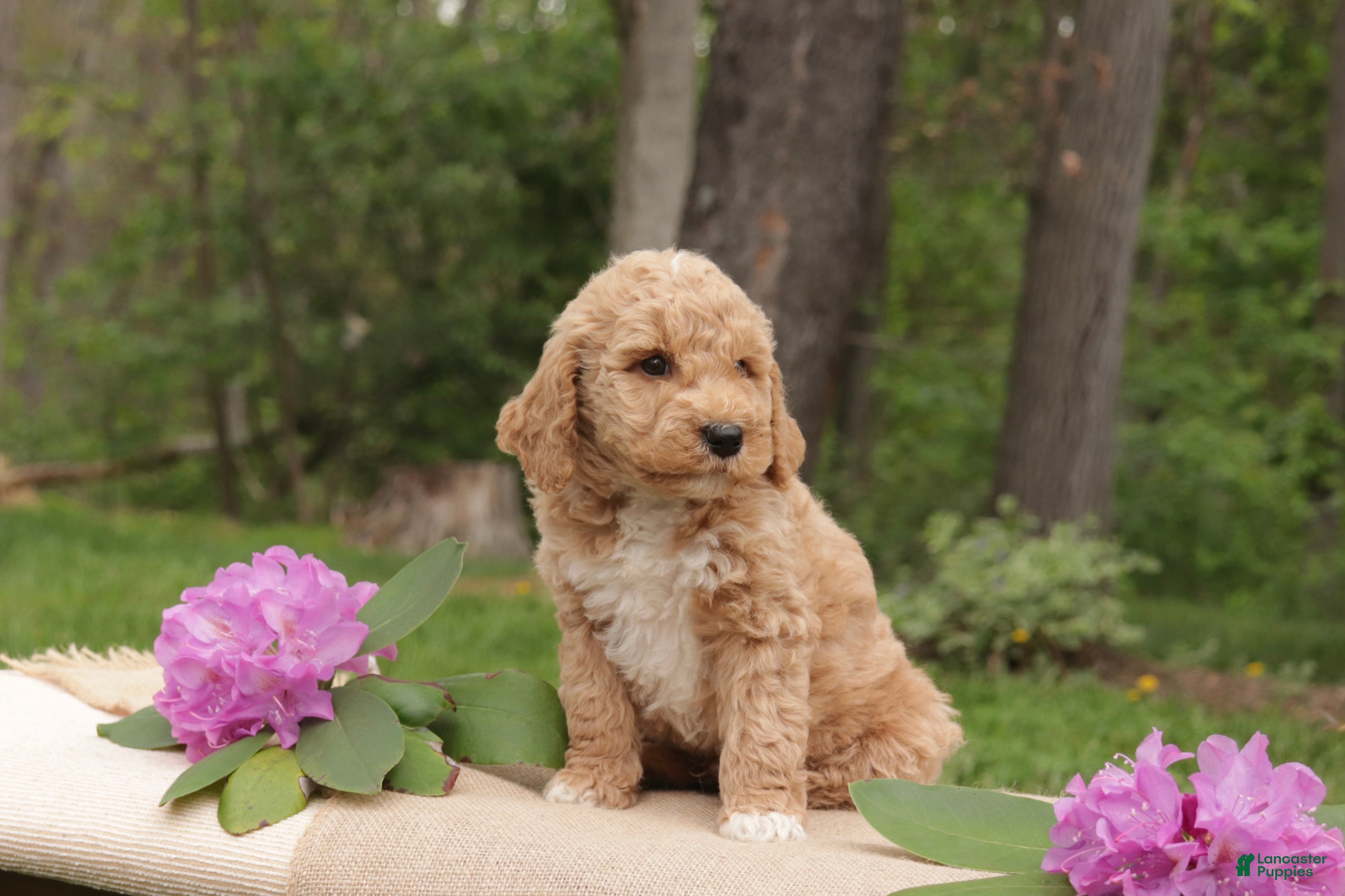 Mini Goldendoodle dogs Ollie - Ad 2