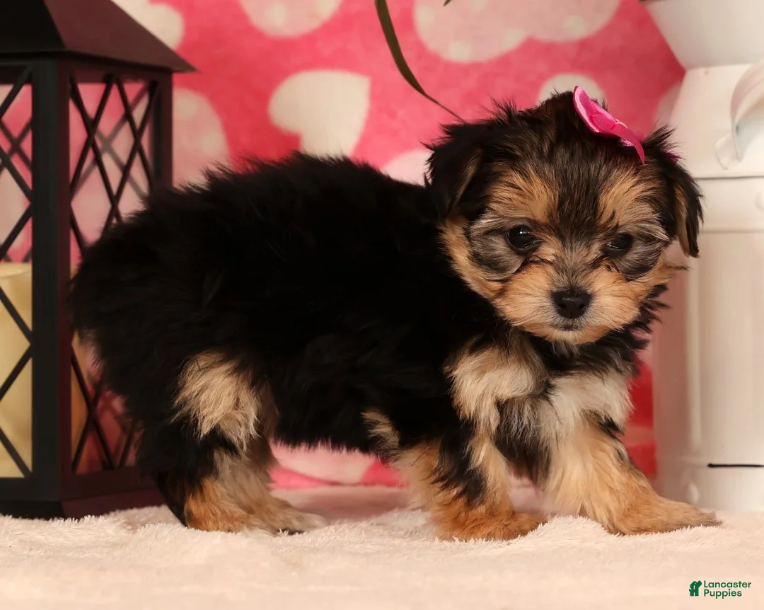 Yochon dogs for sale: Sadie - Ad 4