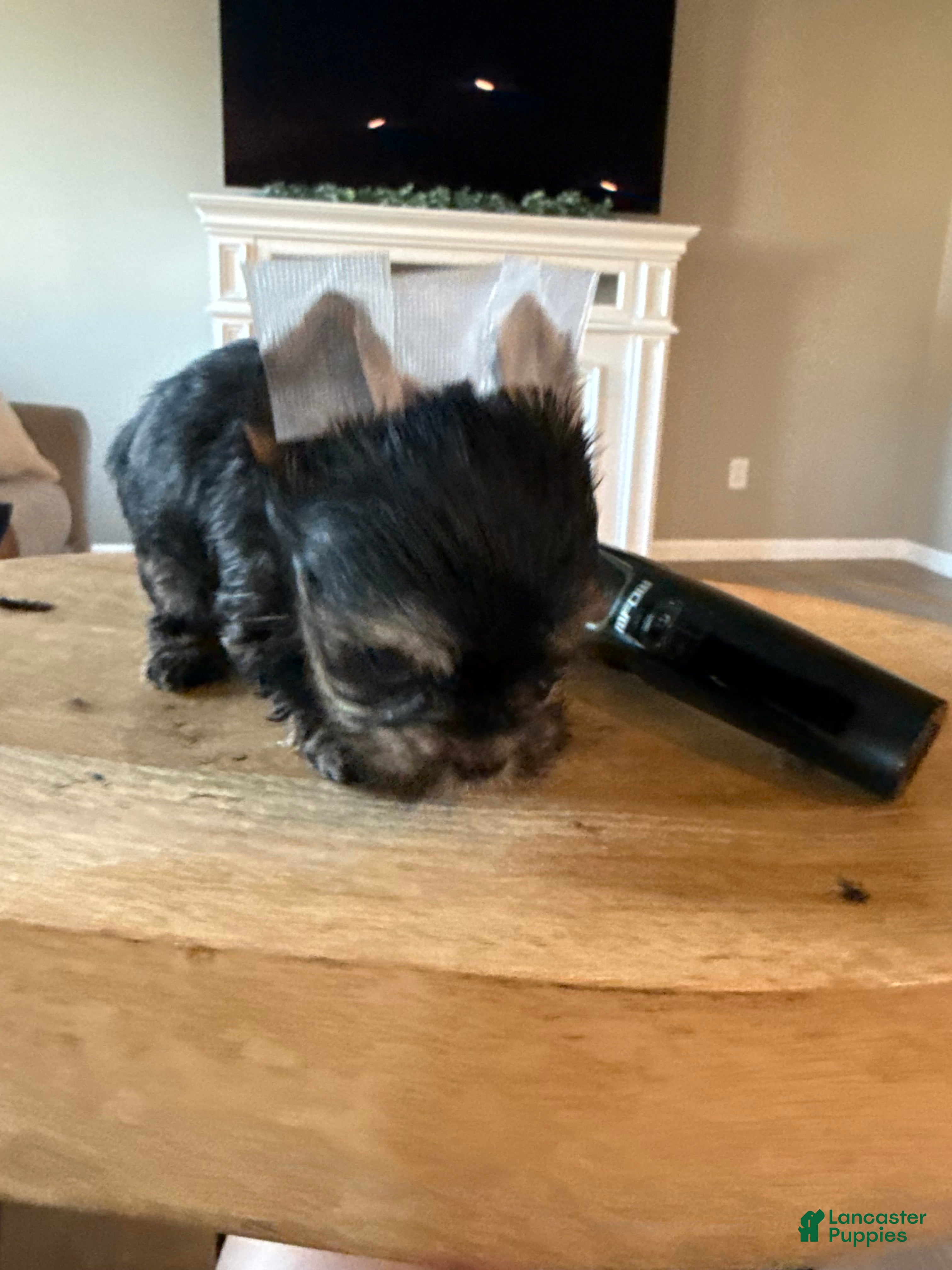 Yorkshire Terrier dogs Yorkshire Terrier 2 - Ad 7