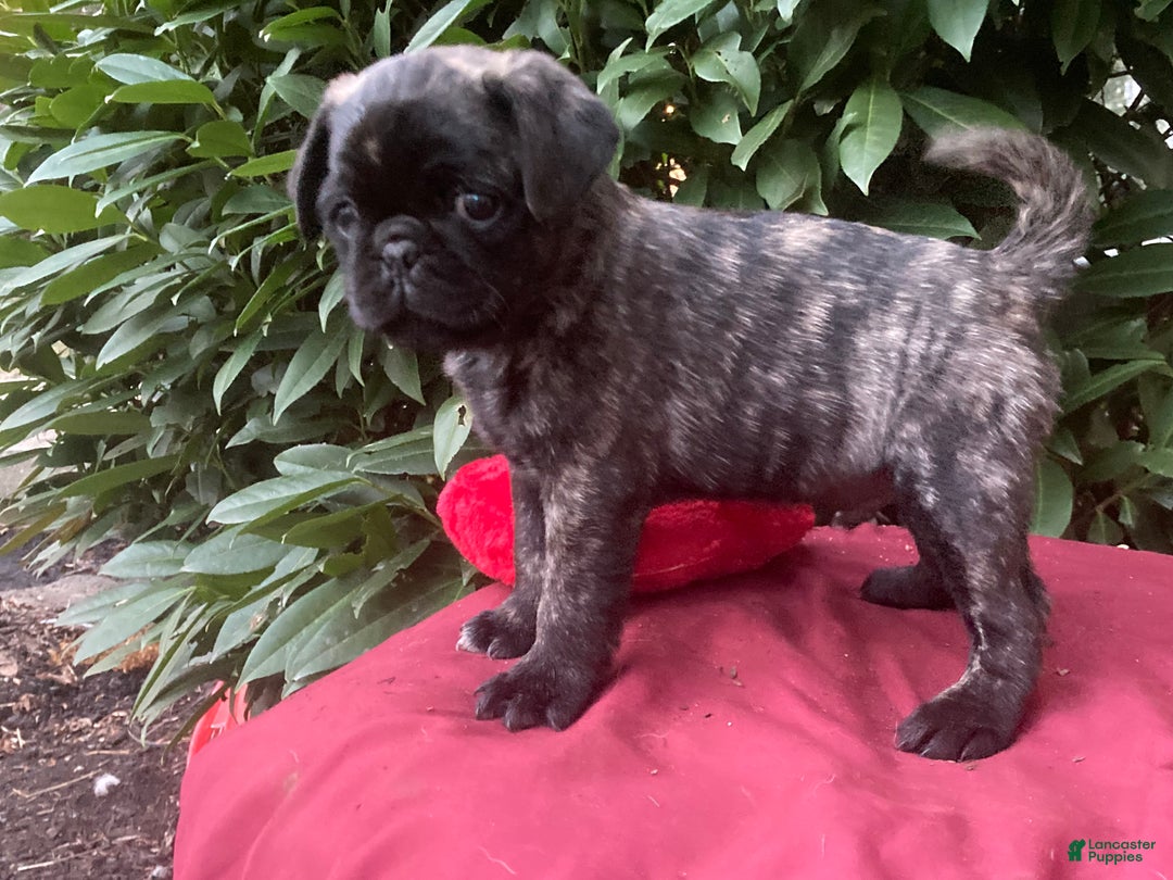 Pug dogs for sale: Pug Puppy 1 - Ad 2