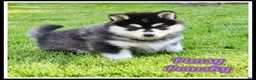 Pomsky dogs for sale: Pansy - Ad 1