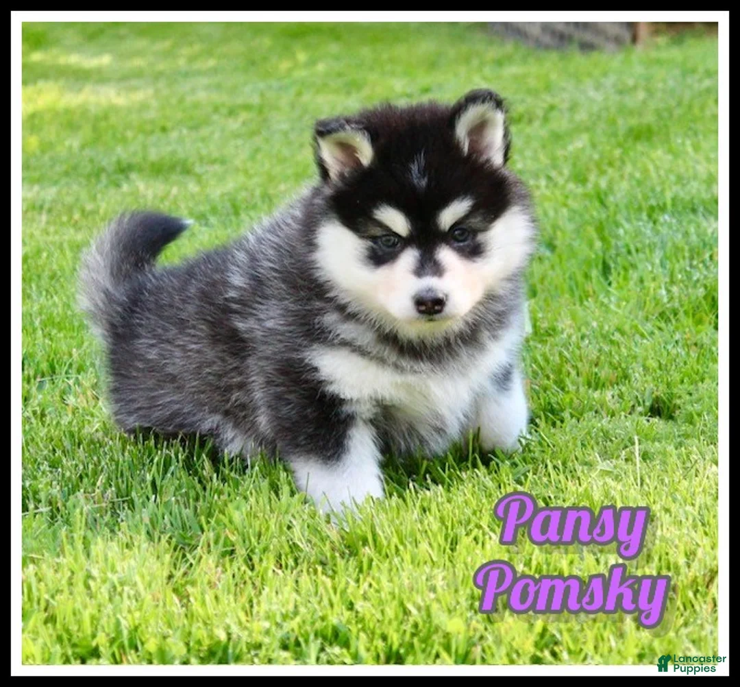 Pomsky dogs for sale: Pansy - Ad 1