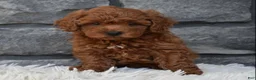 Toy Poodle dogs for sale: Cash  - Ad 4