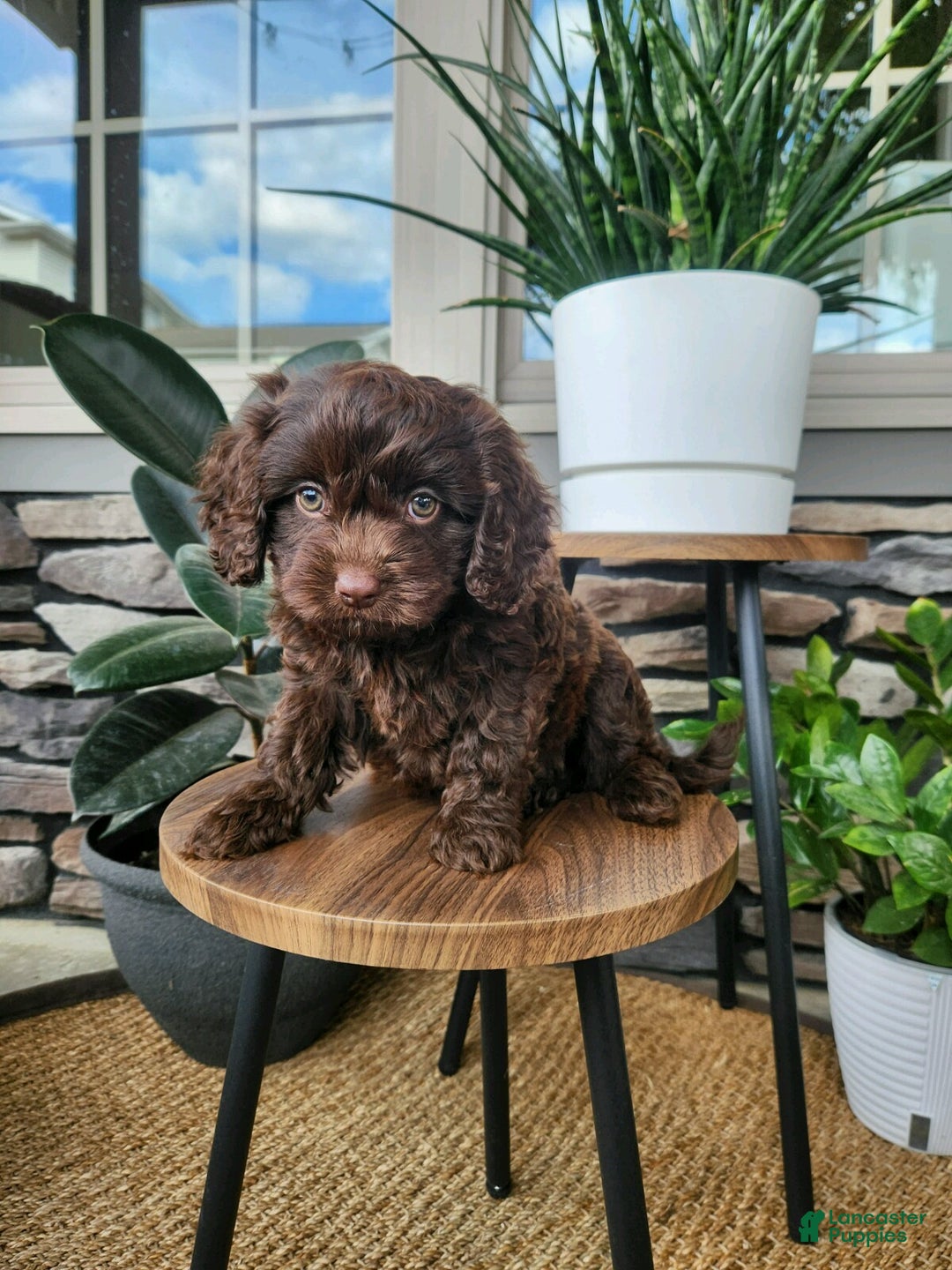 Cavapoo dogs for sale: Toby - Ad 5