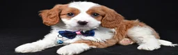 Cavapoo dogs for sale: Buddy - Ad 2