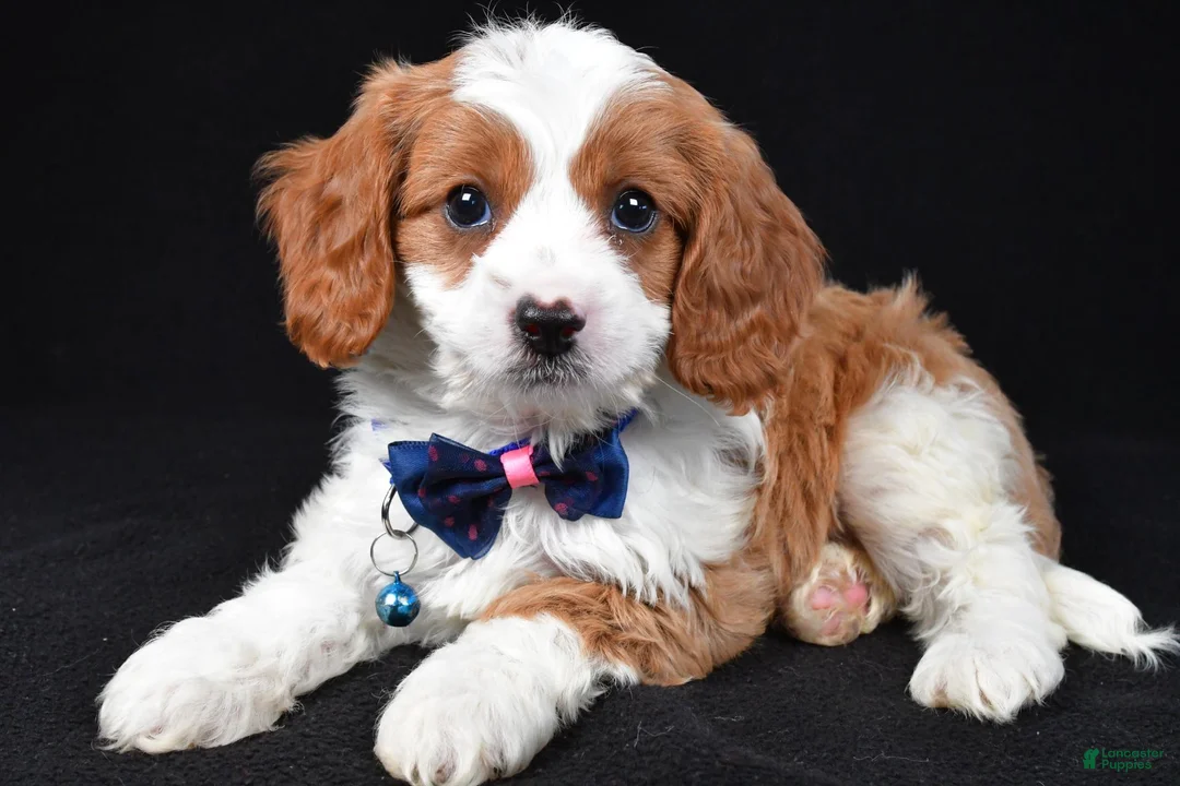 Cavapoo dogs for sale: Buddy - Ad 2