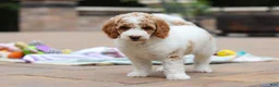 Standard Poodle dogs for sale: Blossom - Ad 14
