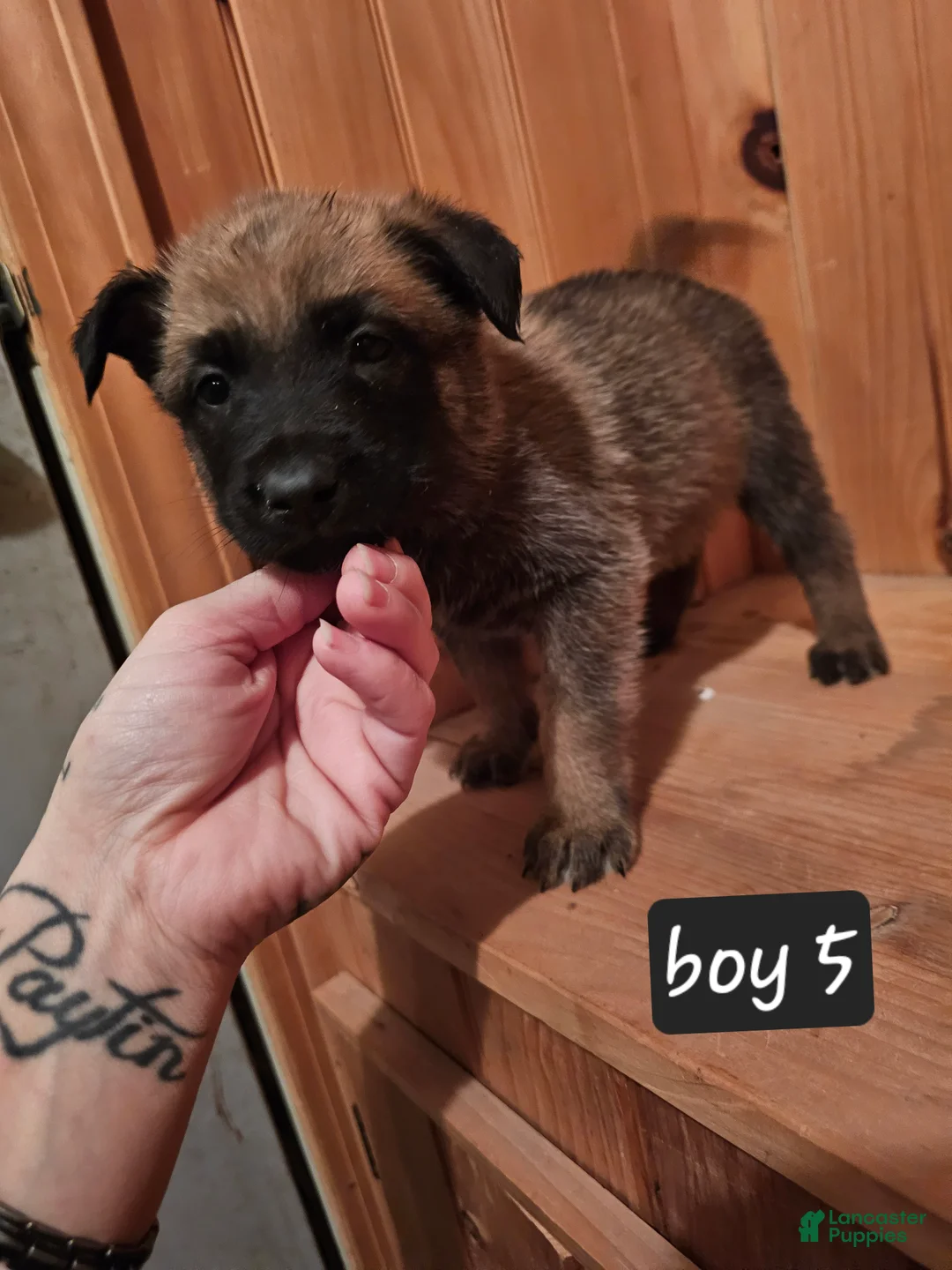 Belgian Malinois dogs for sale: Belgian Malinois Puppy 5 - Ad 3
