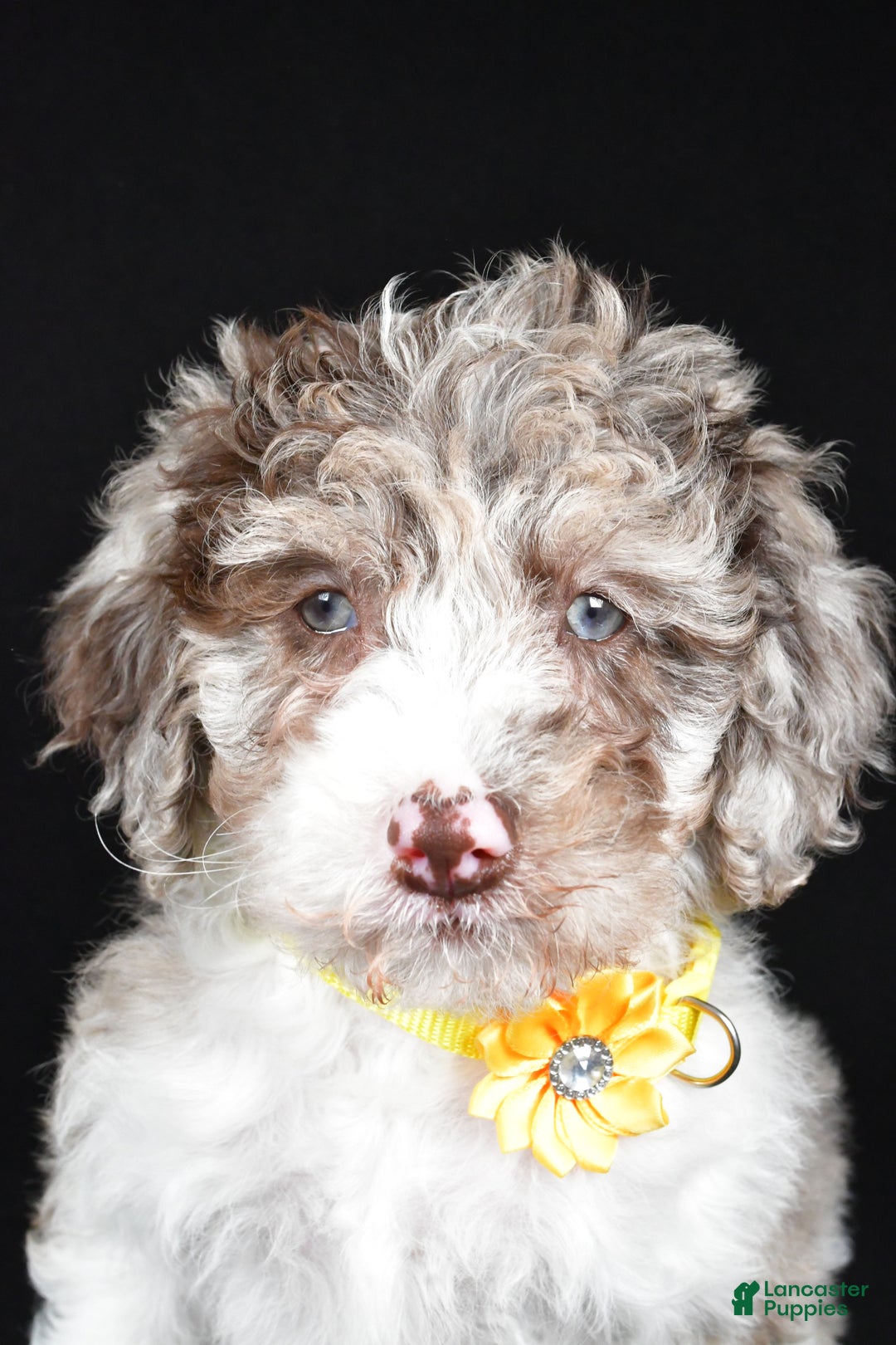 Sheepadoodle dogs for sale: Candy - Ad 7