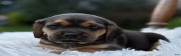 Puggle dogs for sale: Palmer - Ad 3