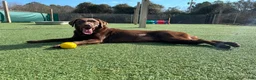 Labrador Retriever dogs for sale: Black - Ad 4