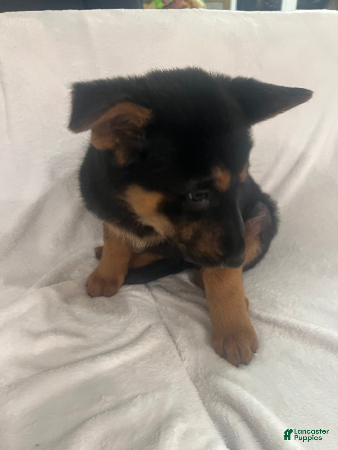German Shepherd dogs for sale: German Shepherd Puppy 8 - Ad 1