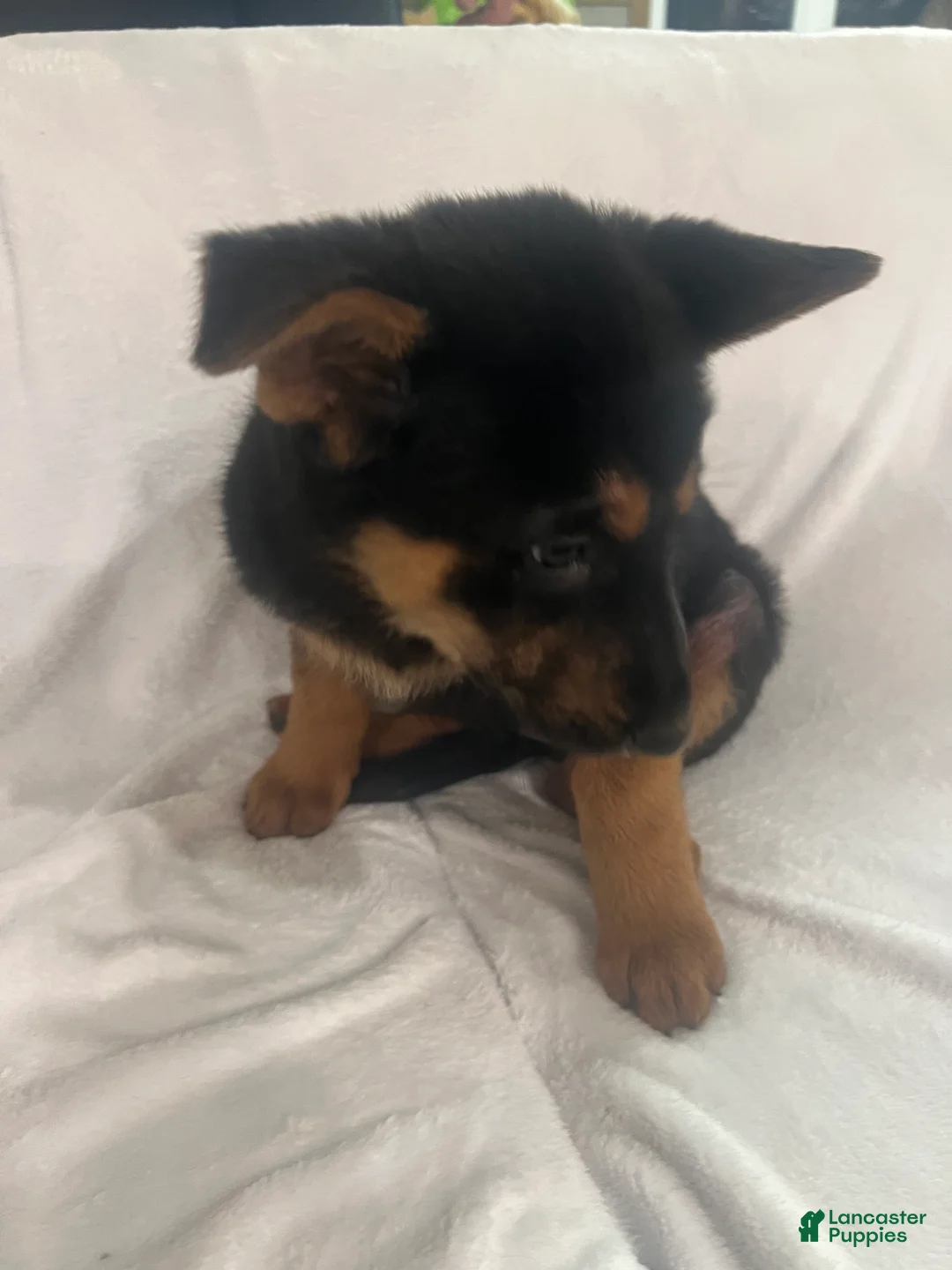 German Shepherd dogs for sale: German Shepherd Puppy 8 - Ad 1