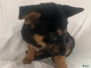 German Shepherd dogs for sale: German Shepherd Puppy 8 - Ad 1