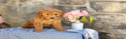 Goldendoodle dogs for sale: Margie - Ad 11