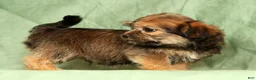 Shorkie dogs for sale: Stewart - Ad 5