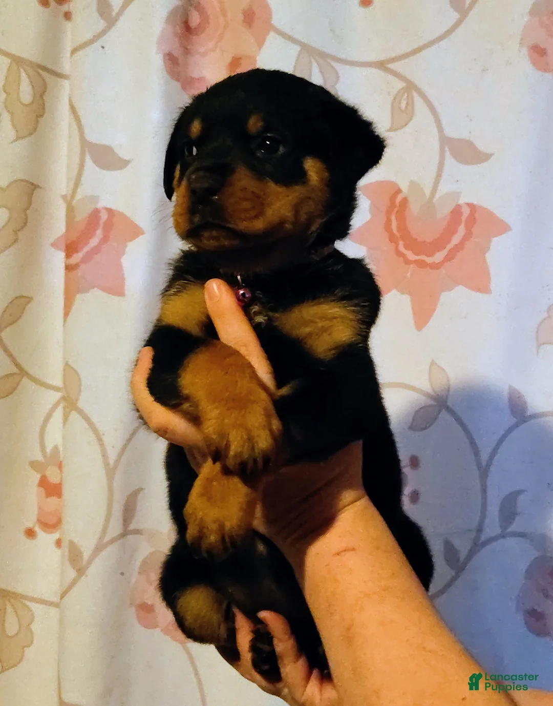 Rottweiler dogs for sale: Rottweiler 2 female - Ad 1
