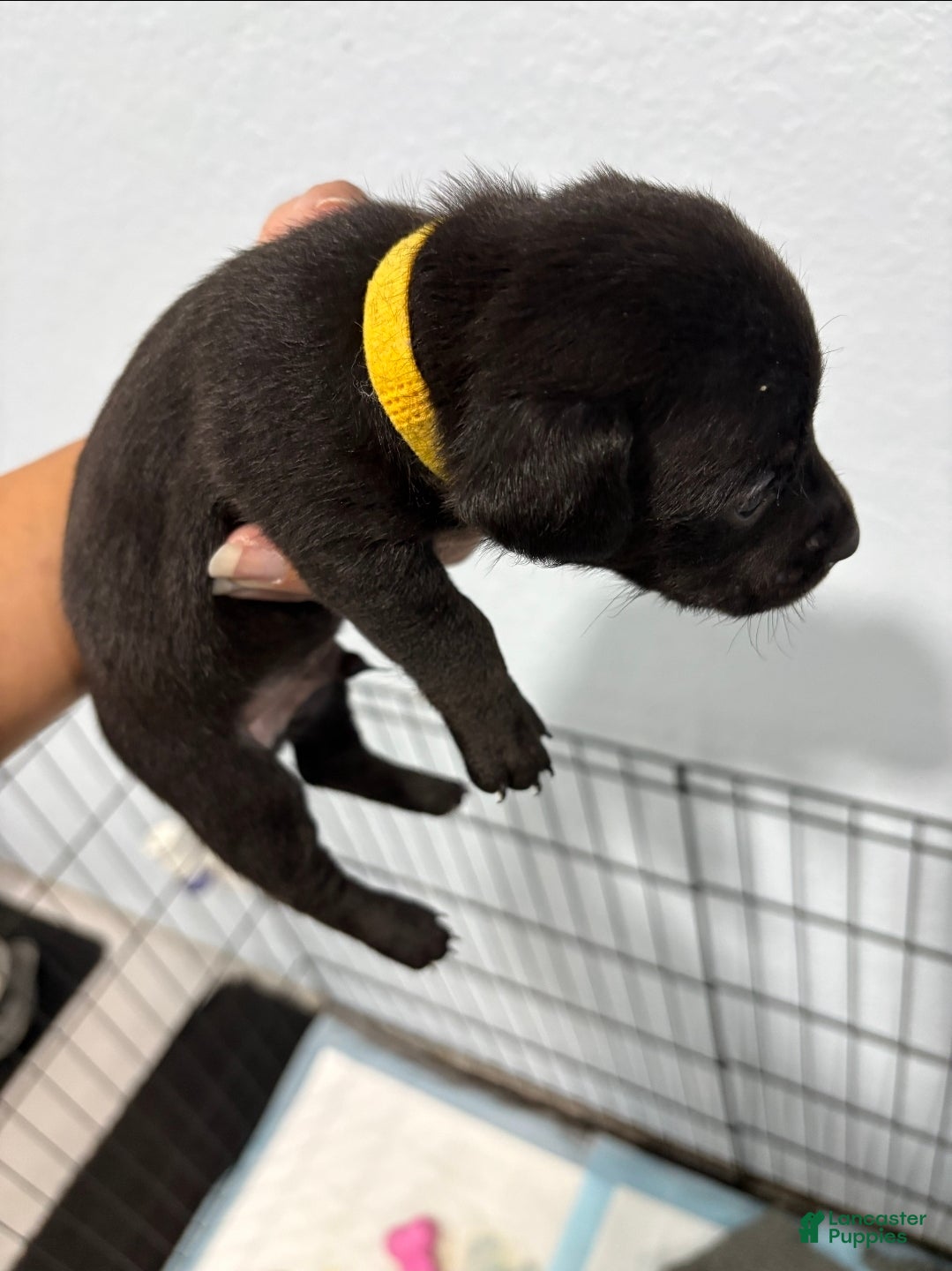 Dachshund dogs Dachshund Puppy 2 - Ad 23