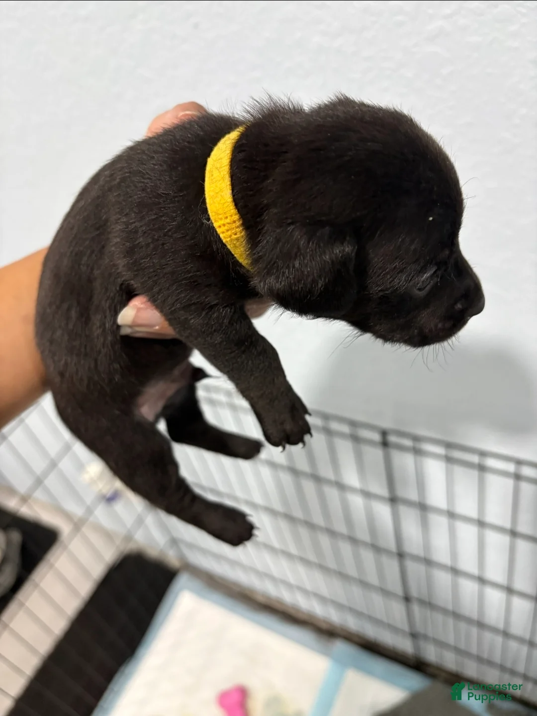 Dachshund dogs for sale: Dachshund Puppy 2 - Ad 1