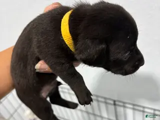 Dachshund dogs Dachshund Puppy 2 - Ad 19